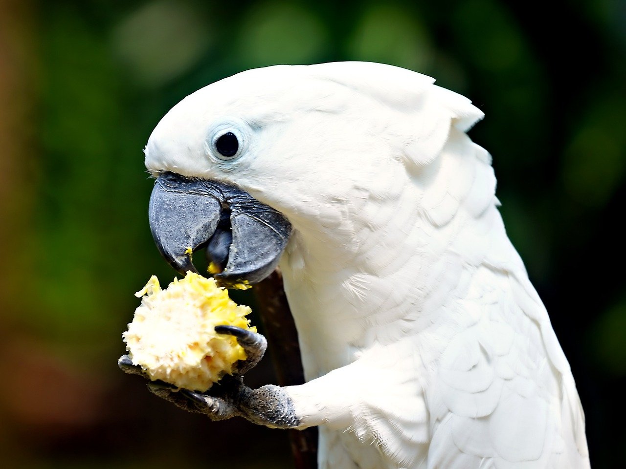 The Benefits of Feeding Pets at Regular Intervals